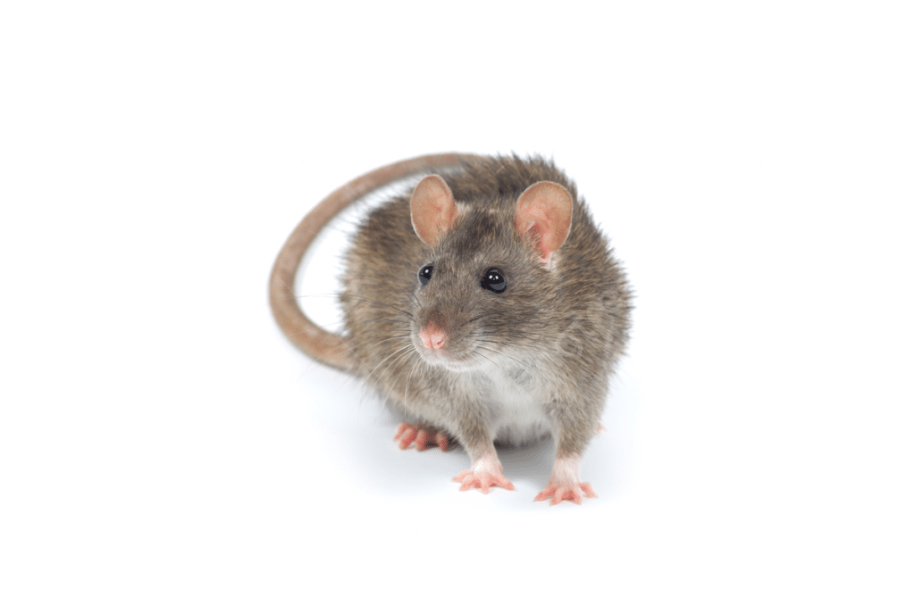 pngtree rat paw pest hairy photo picture image 4938701